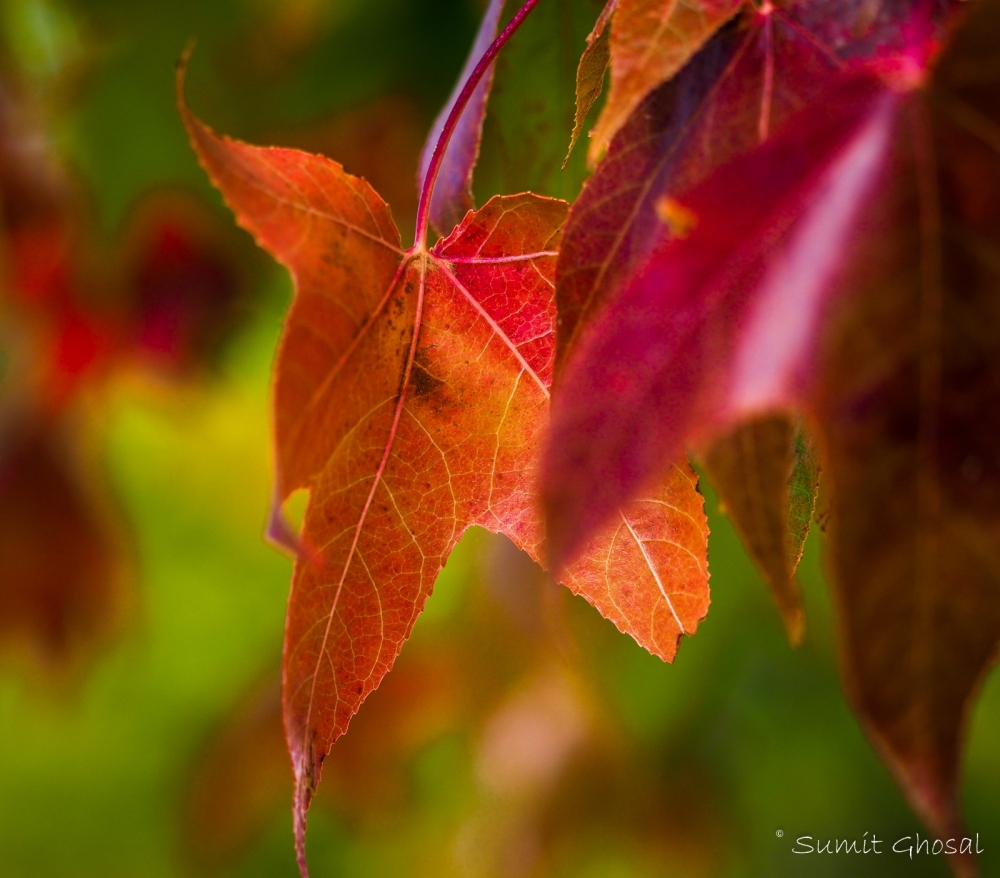 Autumn